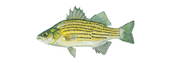 Yellow Bass