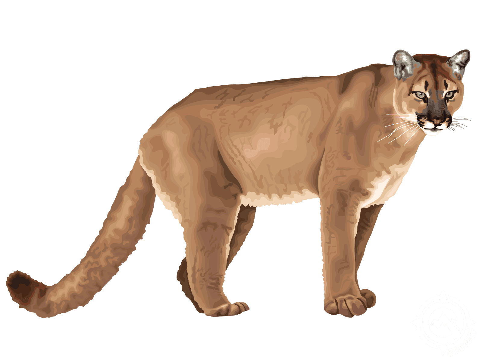 Mountain Lion